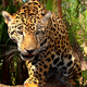 Illustration for article titled Jaguar? Yes!